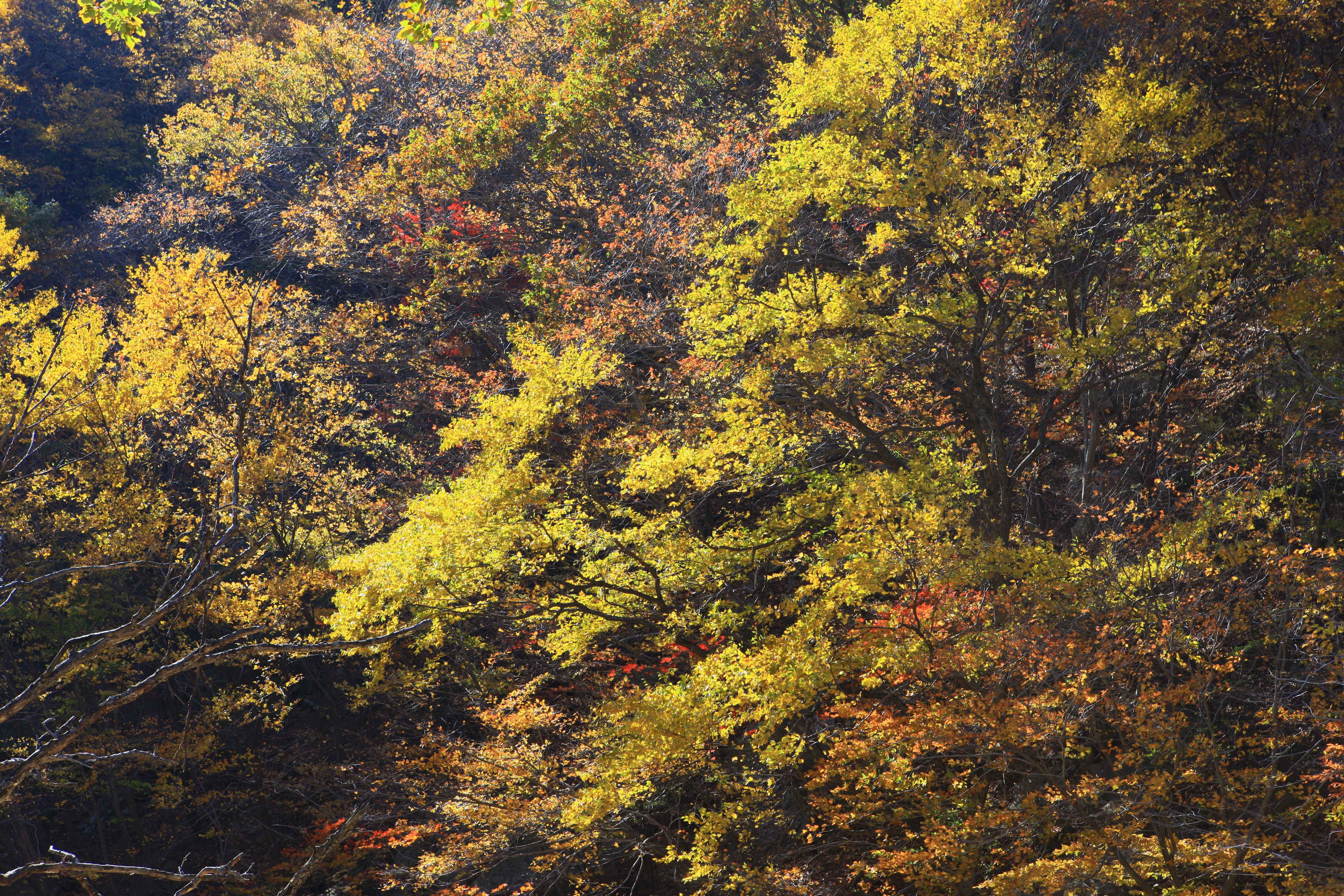 케이블카에서 내려다보는 가을설악