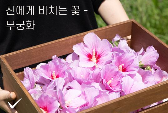 무궁핏 무궁화다이어트