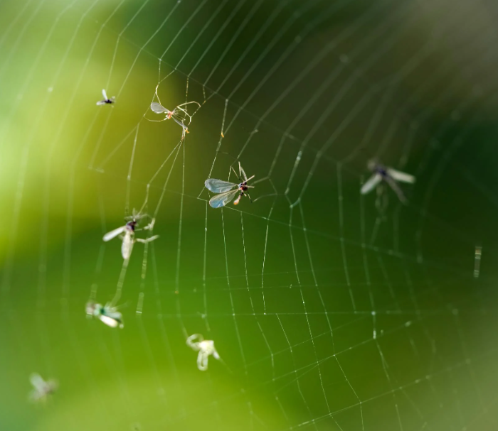 거미줄에 걸린 날벌레들의 접사 이미지, 초록색 배경과 함께 자연 생태계의 섬세한 포착