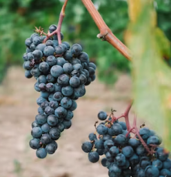 포도 효능 부작용