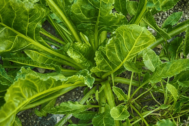 가을에 심는 작물