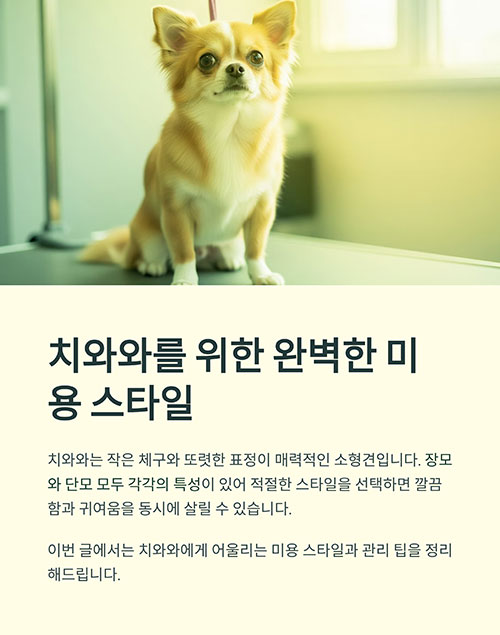 치와와를 위한 완벽한 미용 스타일