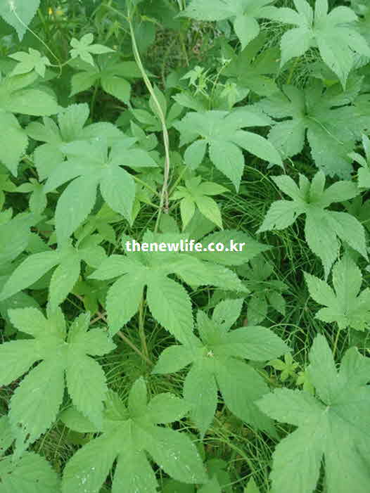 환삼덩굴 효능 먹는법 따뜻한 차