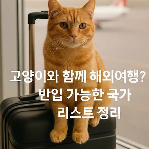 고양이와-함께-해외여행-반입-가능한-국가-리스트-정리