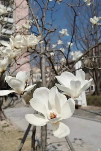 DSLR 카메라 꽃 촬영 접사 거리 합초 요령_2
