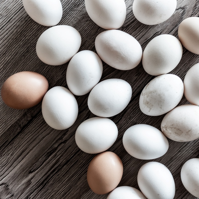 EGG