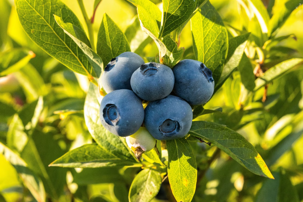 블루베리 수확 체험