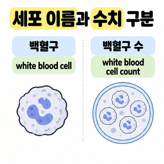 백혈구 하나를 뜻하는 white blood cell과 여러 세포의 수를 뜻하는 white blood cell count를 비교한 도식