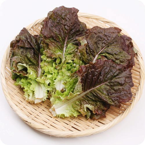 상추-효능