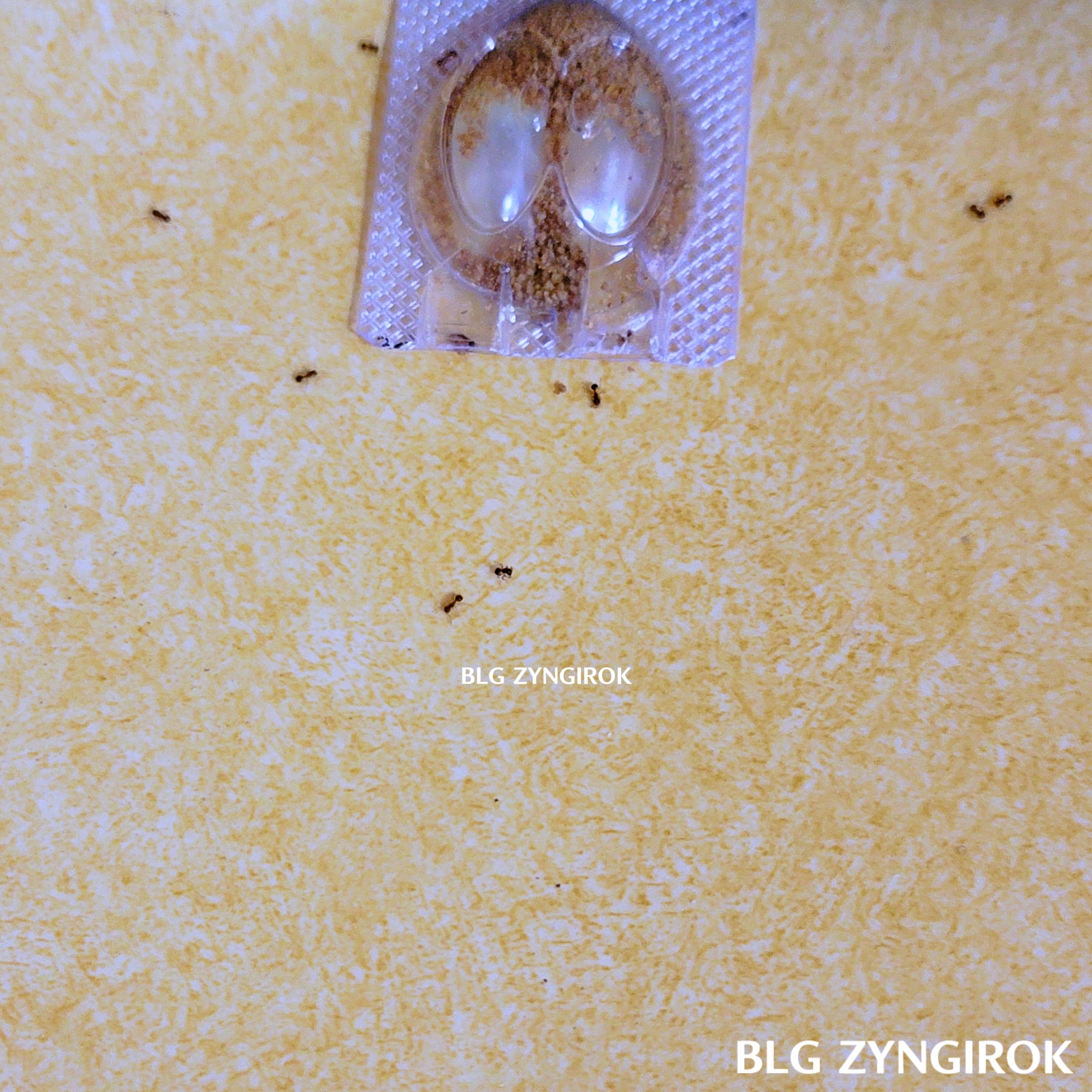 개미 퇴치기 - 잡스 개미 설치한 모습이다.