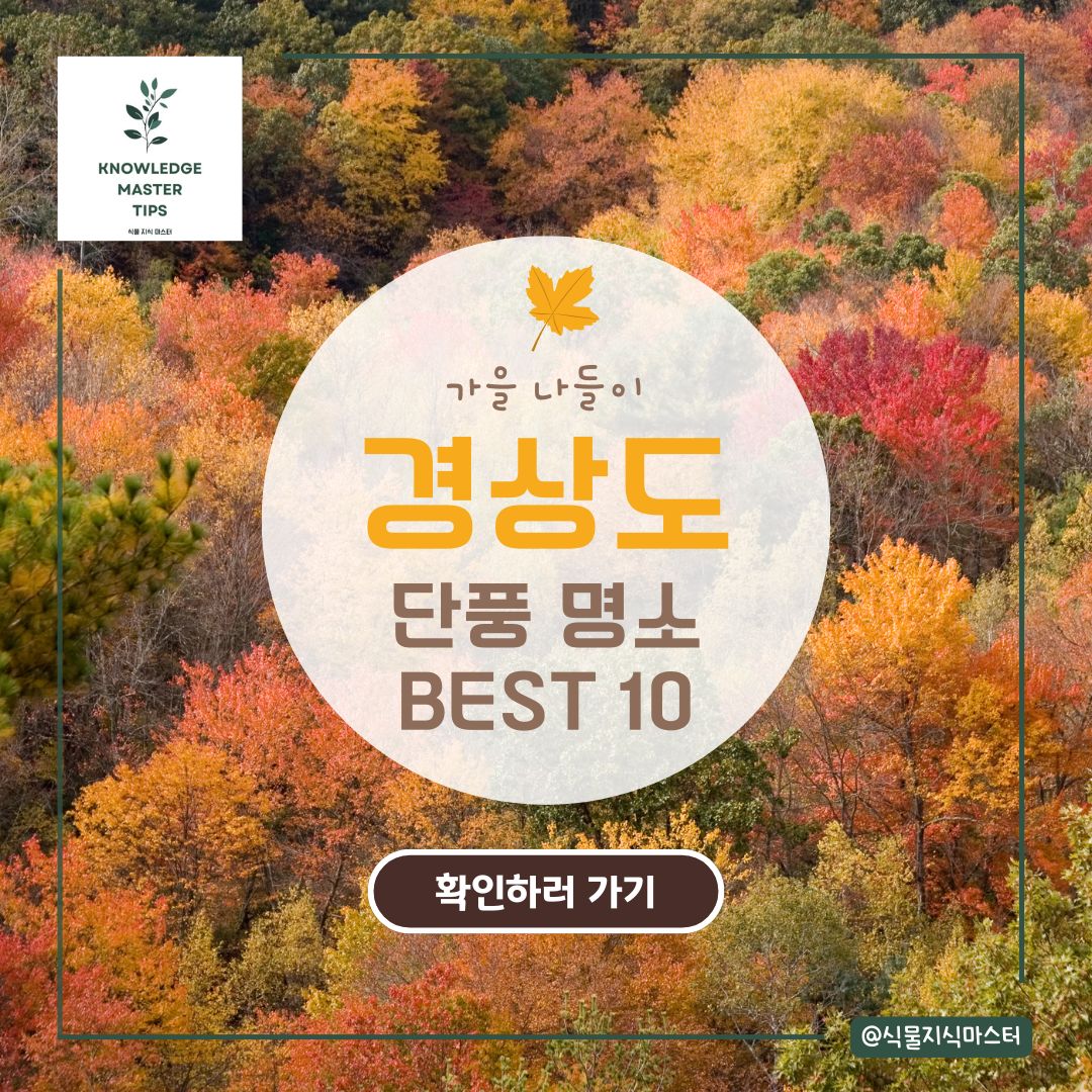 경상도 단풍 명소