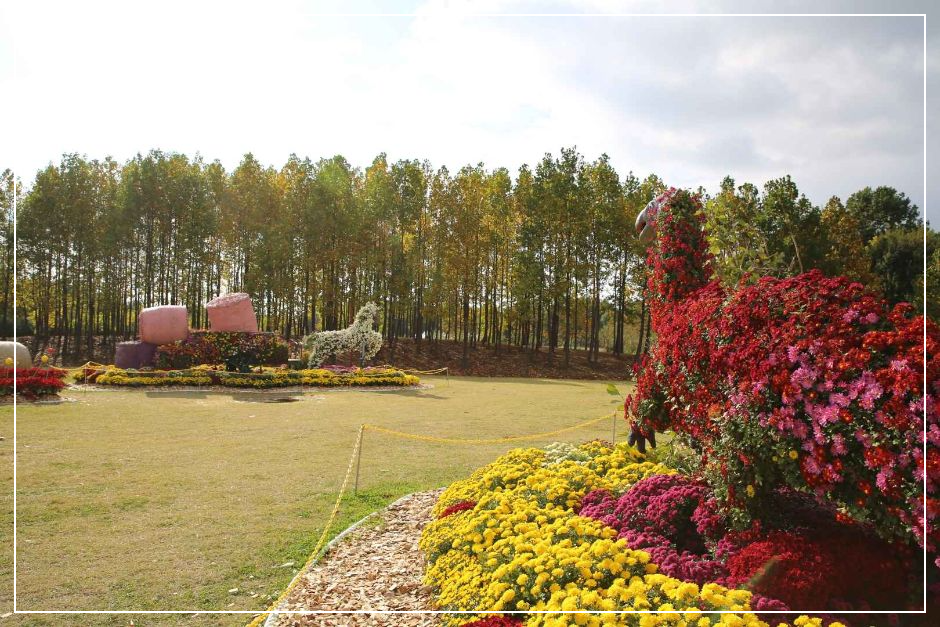인천 드림파크 국화축제 이미지/ 출처: 대한민국 구석구석