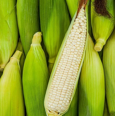 옥수수 주요 영양성분