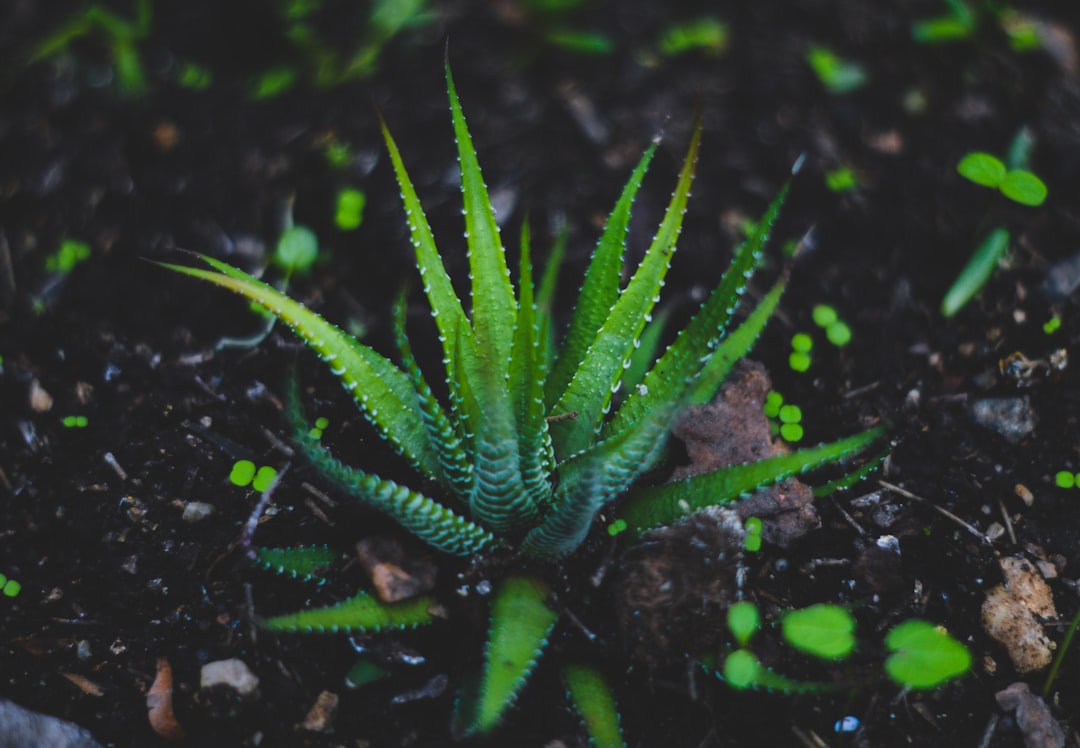 Aloe vera