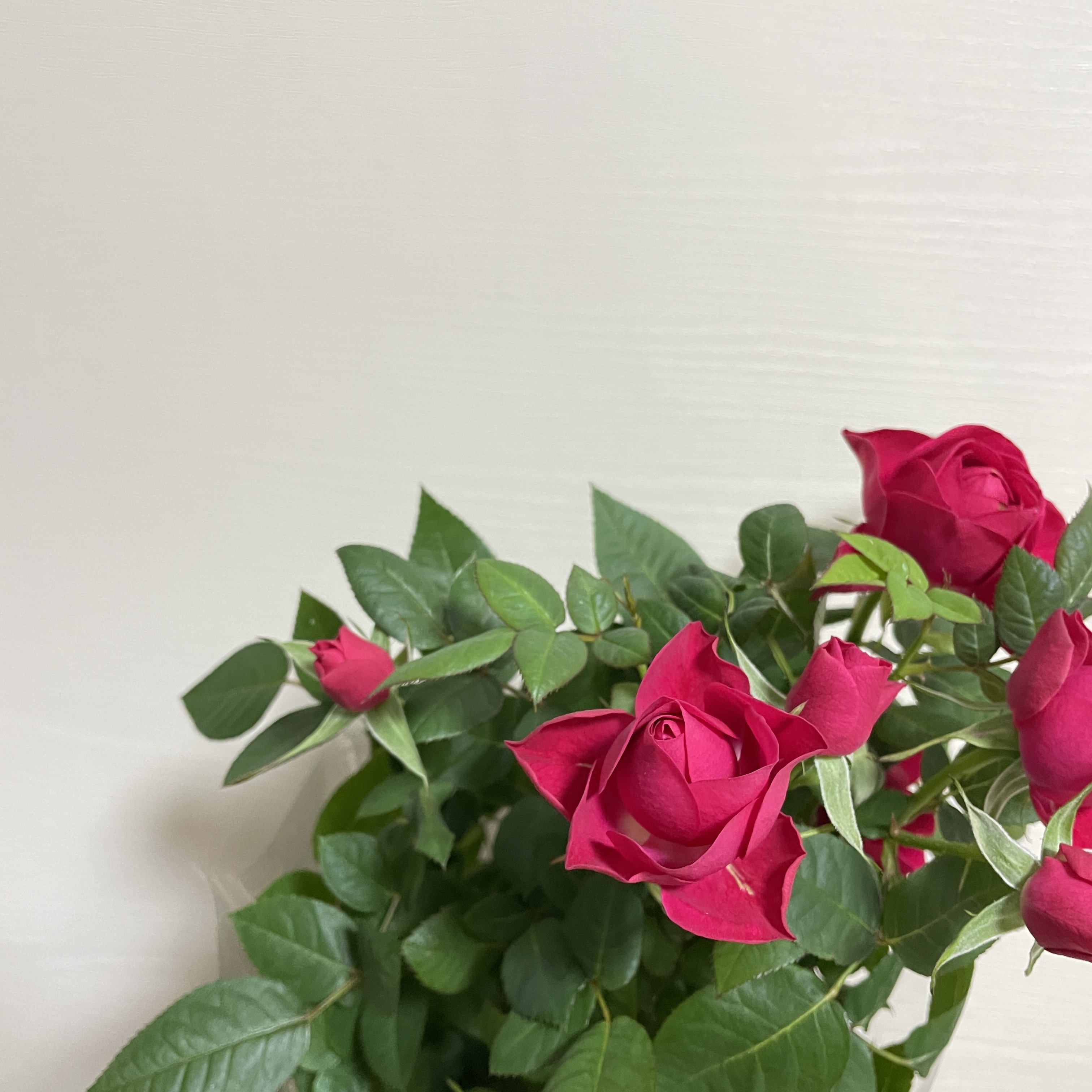 장미 키우기 꽃말 삽목시기