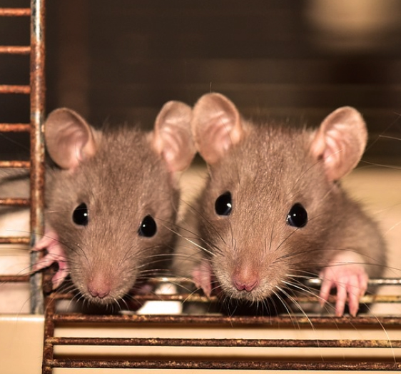 2023년 쥐띠 운세