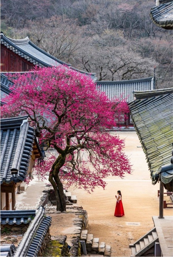 구례 화엄사 각황전 옆 매화