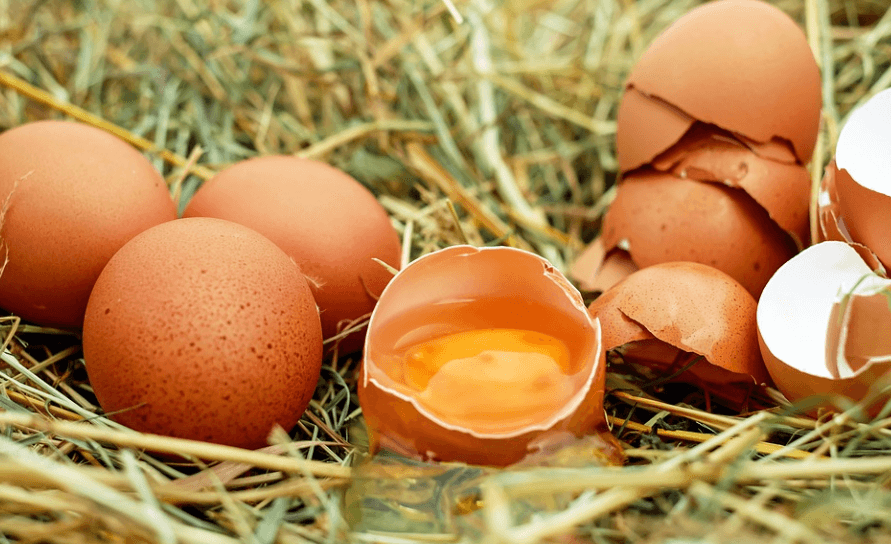 세로토닌 음식 달걀