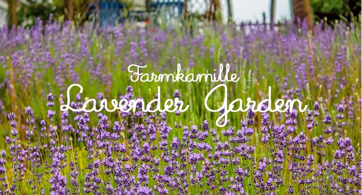 팜카밀레수국축제