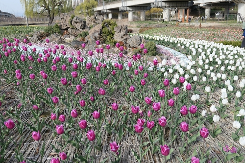 튤립