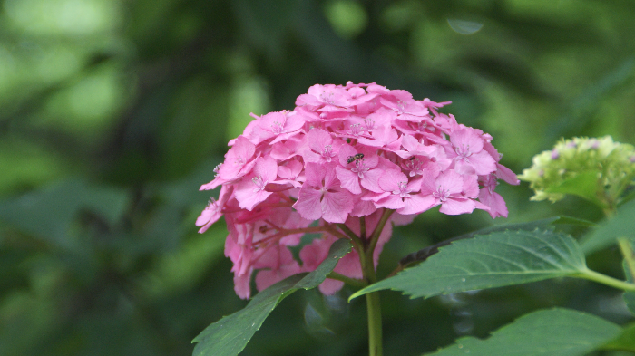 수국과 산수국의 차이, 알고 보면 다른 식물