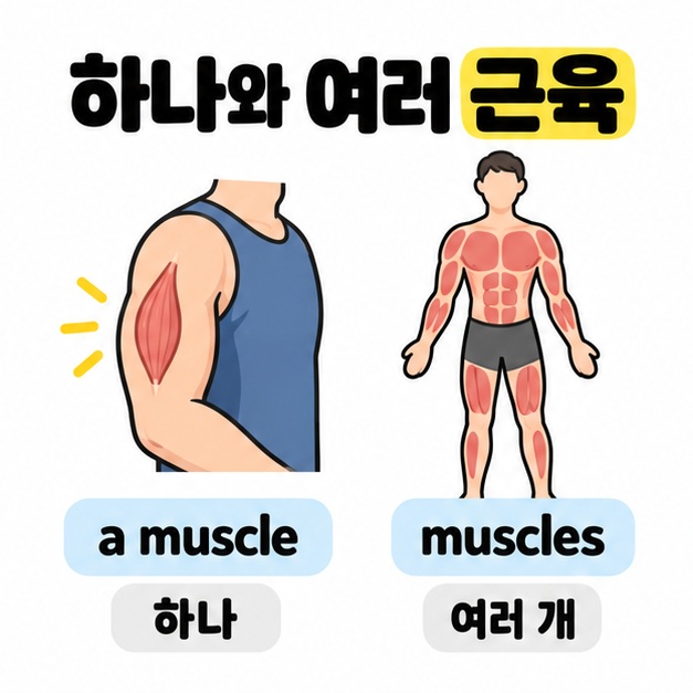 a muscle은 하나의 팔 근육, muscles는 여러 신체 근육을 뜻한다고 비교한 그림