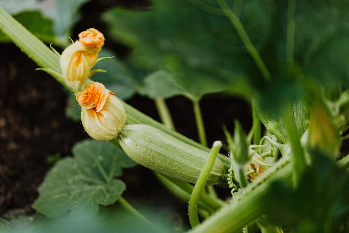 호박의 건강 효능과 칼로리&#44; 보관 방법 알아보기