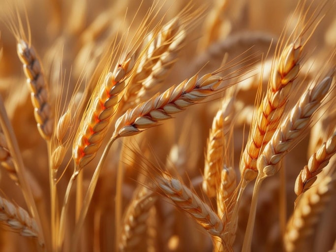 파로 곡물 슈퍼푸드 열풍! 효능 및 먹는 방법 