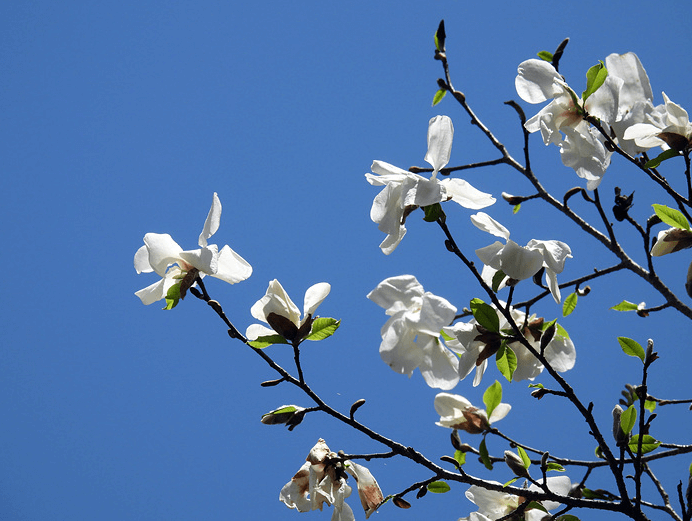 2025년 한라산 등반 예약제 완화! 진달래밭&middot;삼각봉 자유 입산 가능
