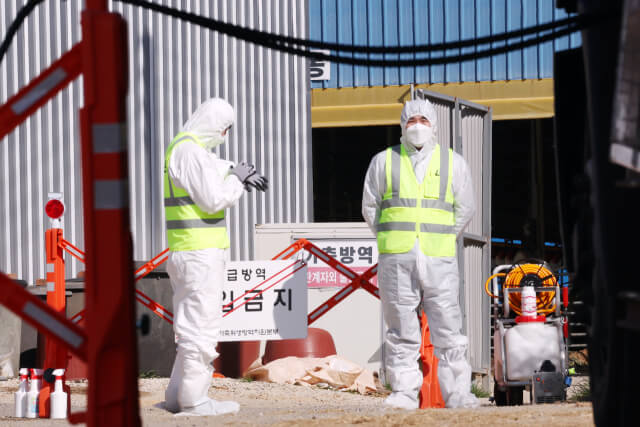 구제역 위기경보 ‘심각’ 단계… 전남 전역 확산에 방역 총력전