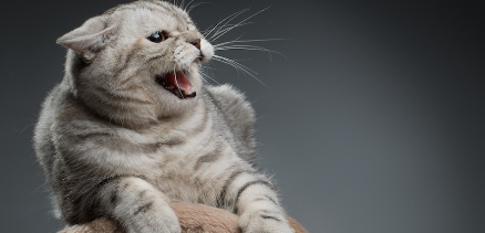 캣타워 위에서 우는 고양이.