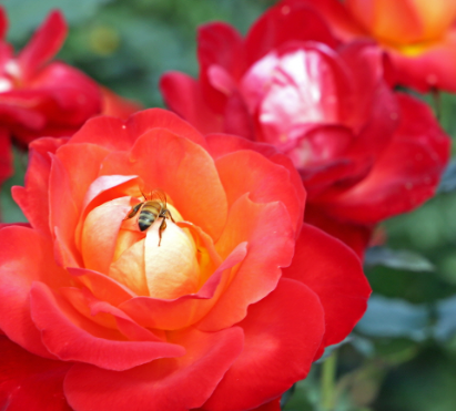 과천 서울대공원 장미원 관련 사진