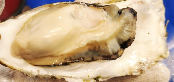 통영 굴 (남해)