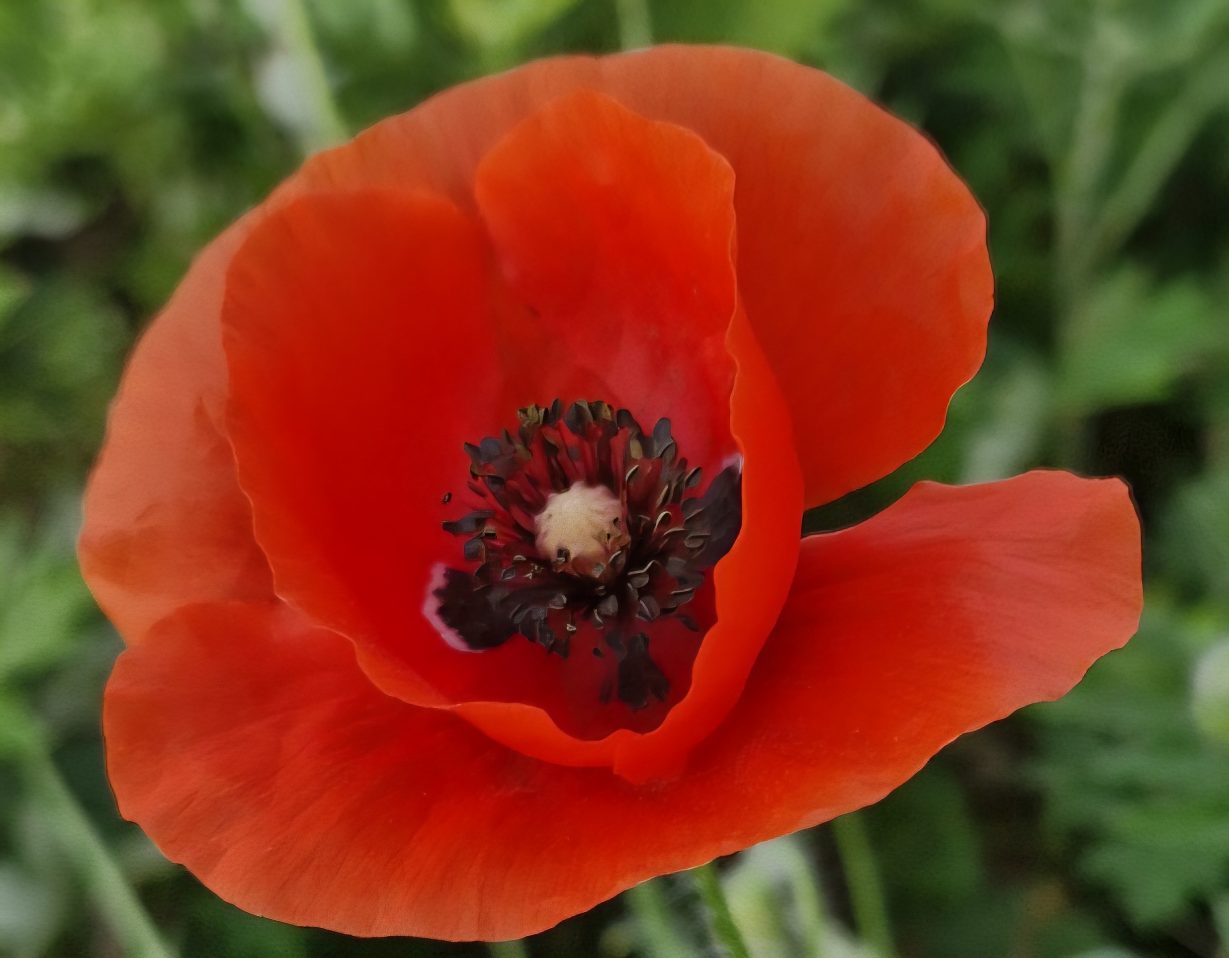 붉은빛 양귀비꽃 클로즈업 이미지