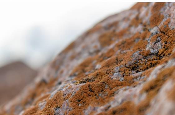 러브버그 익충&amp;#44; 퇴치방법은? 