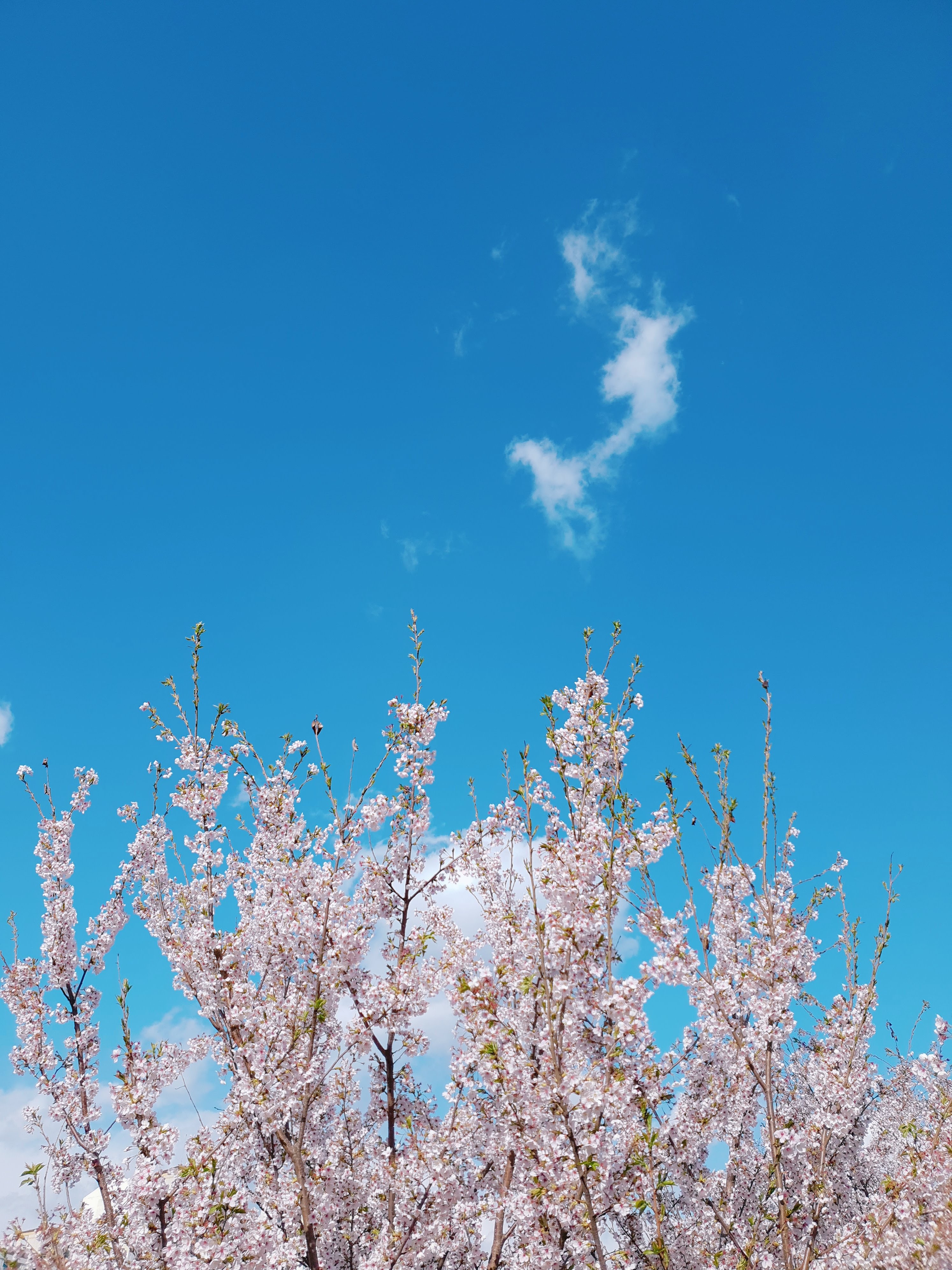 제주공항 가까운 벚꽃명소