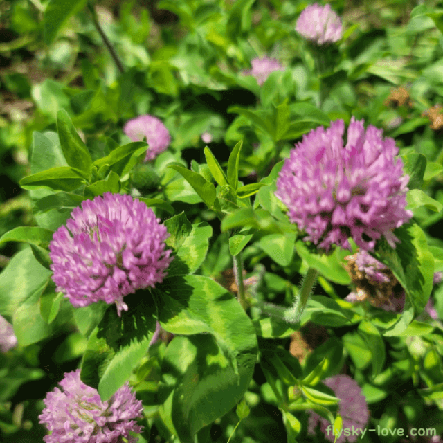 붉은토끼풀 (red clover)