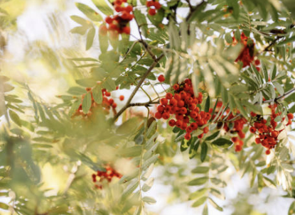 마가목 효능 부작용 먹는 방법 재배 열매, 나무 총정리