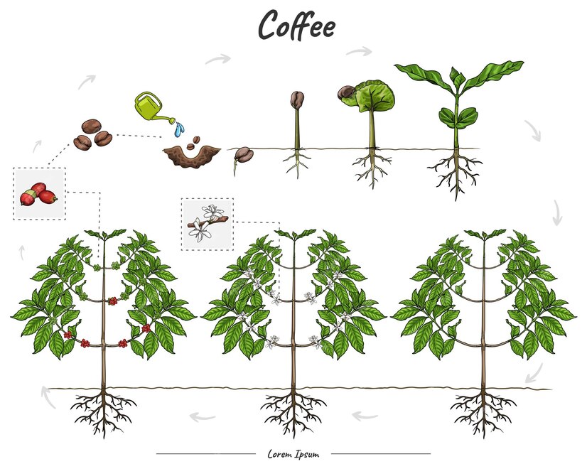 커피나무 성장과정