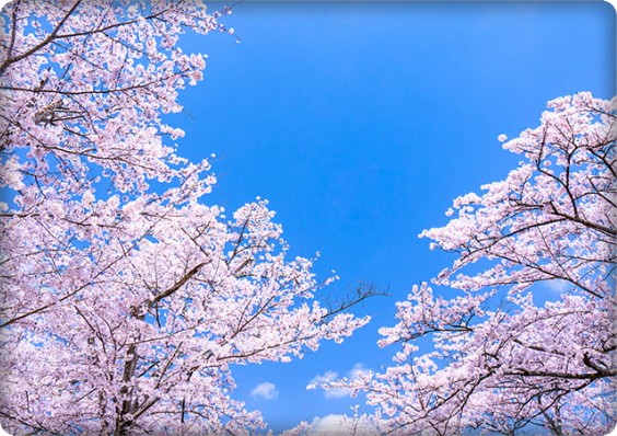 2023년 전국 벚꽃 축제 일정