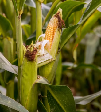 옥수수 효능과 부작용 영양성분 고르는법 칼로리
