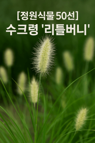 그라스 정원의 미학, 수크령 &lsquo;리틀버니&rsquo;