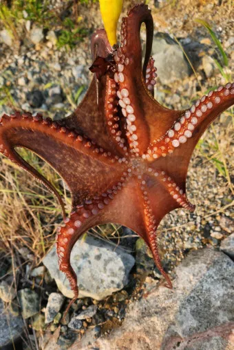 문어 삶는법 문어 요리 레시피_9