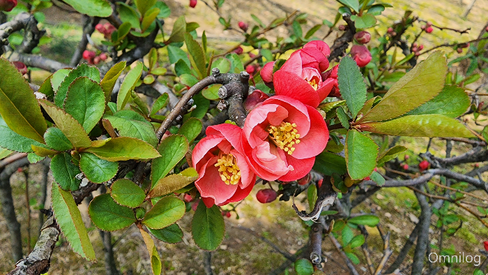 명자나무 꽃 ,산당화