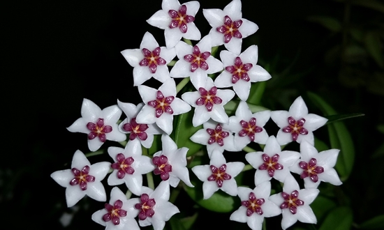 아름다운 자태 매력적인 향기 호야꽃 특징/종류/향기/꽃말/의미/인테리어