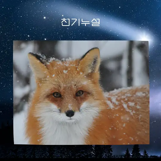 여우가 등장하는 꿈 해몽