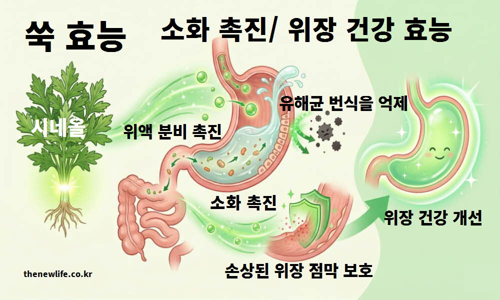 쑥 효능 소화 촉진 위장 건강