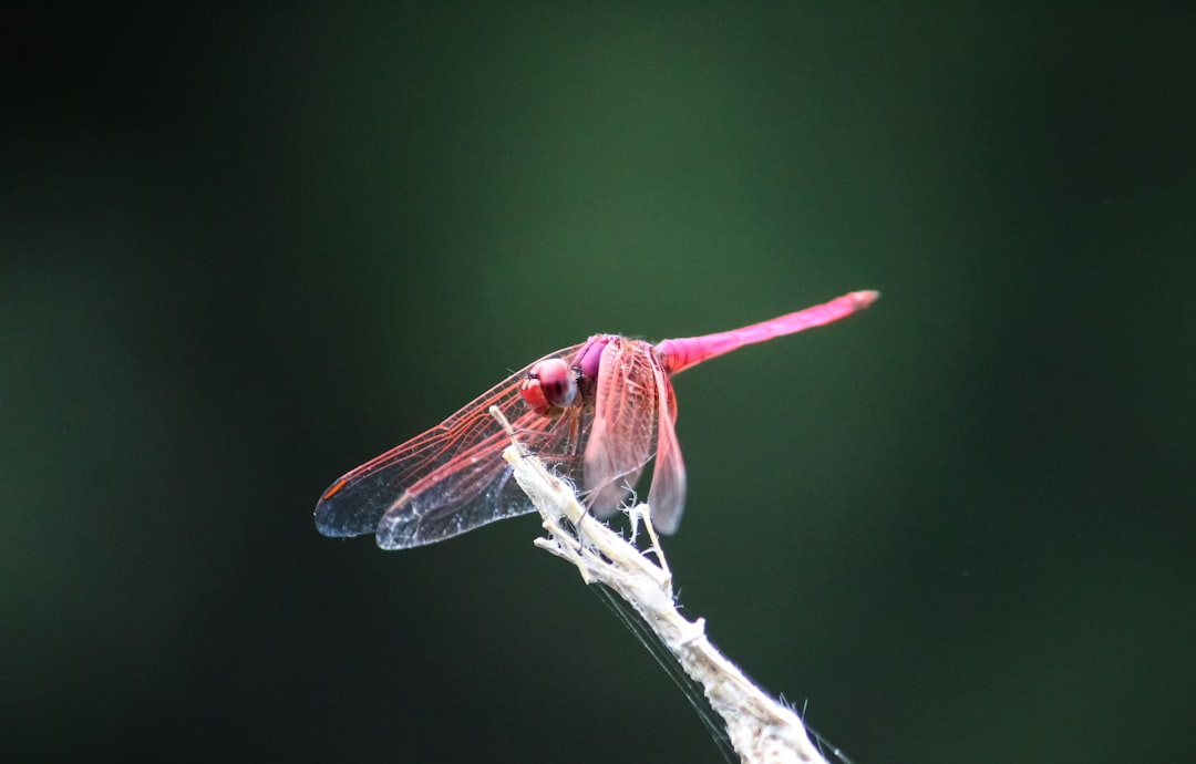 wing body