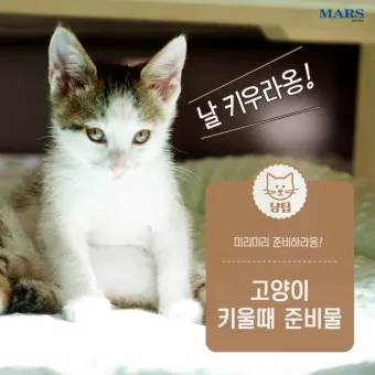 &amp;quot;고양이