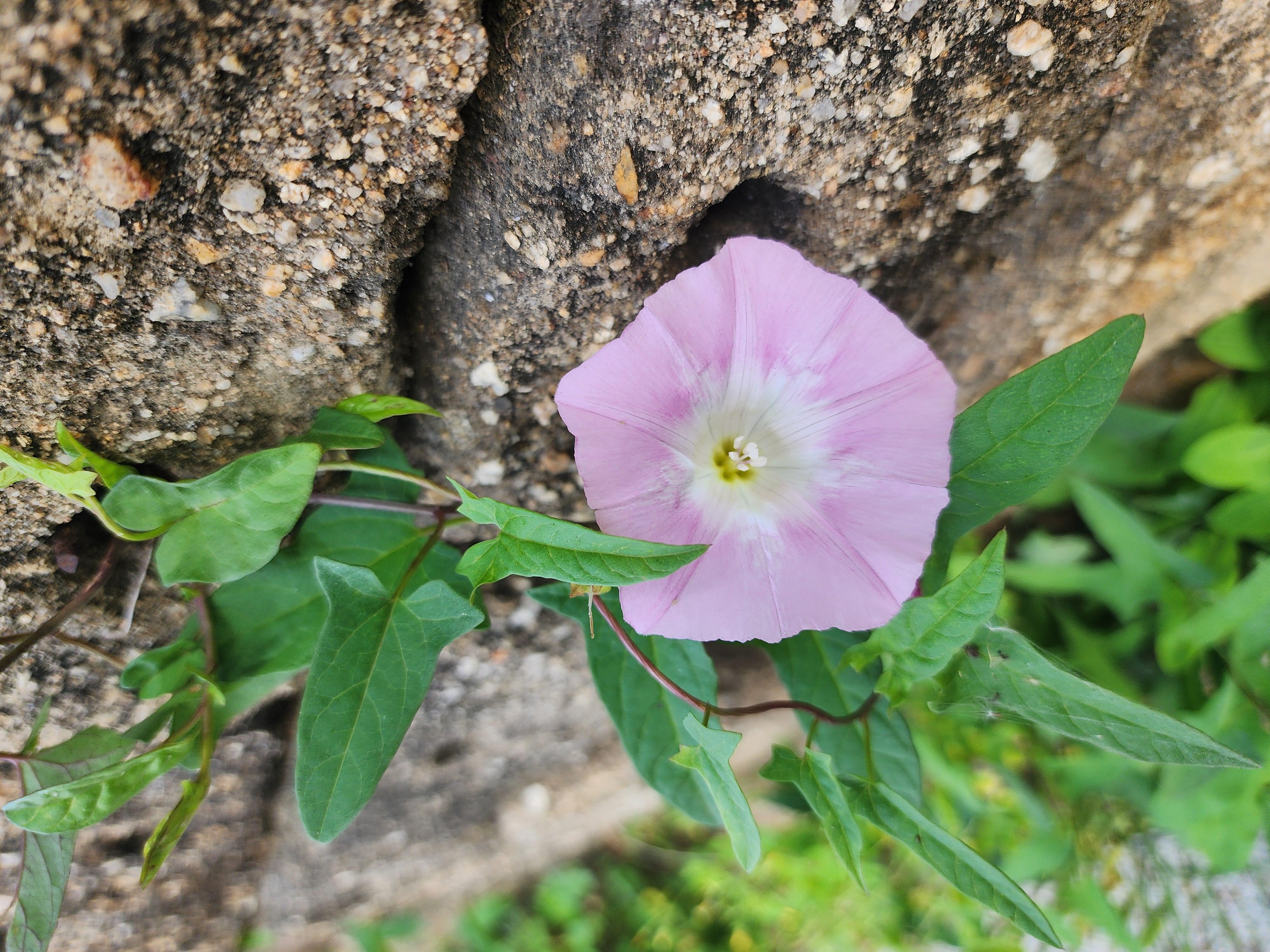 나팔꽃 이야기 - 꽃말&amp;#44; 특징&amp;#44; 이름 유래&amp;#44; 재배 방법